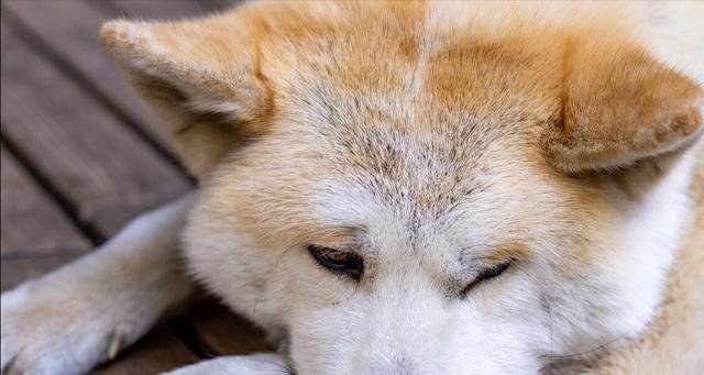秋田犬掉毛解决方法（以宠物为主，让您的秋田犬更健康）