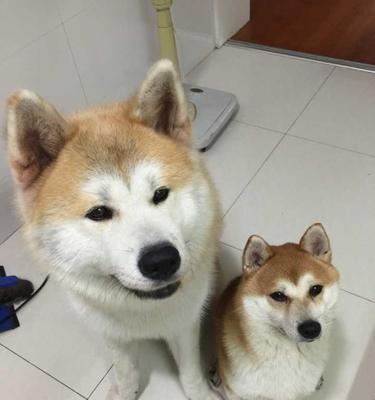 为何秋田犬成为禁养宠物（了解秋田犬的特点和危害，保护我们的生活环境）