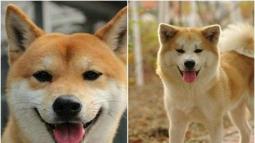 秋田犬的性格特点（以宠物为主的独特品种）