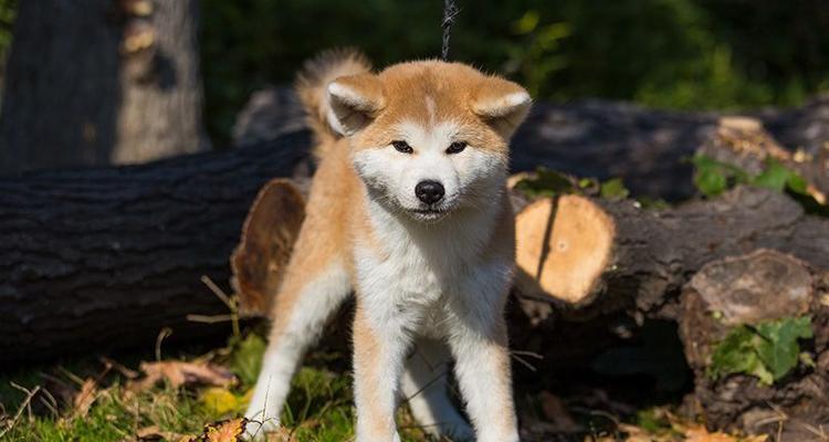 以秋田犬训练为主的宠物教育（提高秋田犬智商，培养更好的宠物）