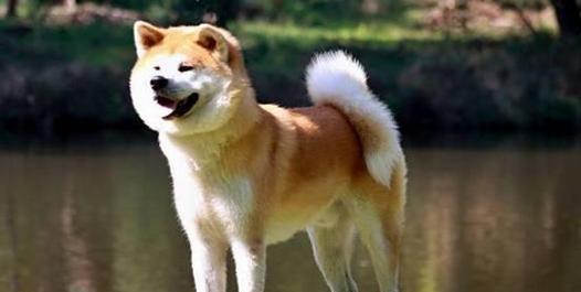 秋田犬训练指南（从幼犬到成犬，如何有效训练你的秋田犬）