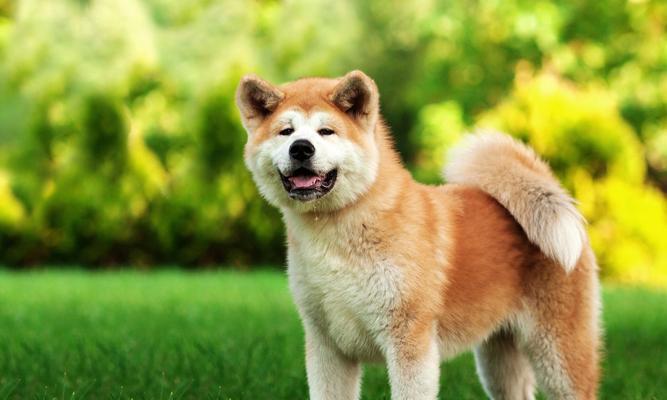 了解宠物秋田犬的饮食习惯（一天吃多少？）