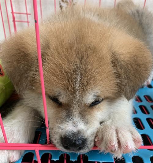 秋田幼犬的合理喂养指南（掌握关键时期的饮食要点，让你的宠物健康成长）