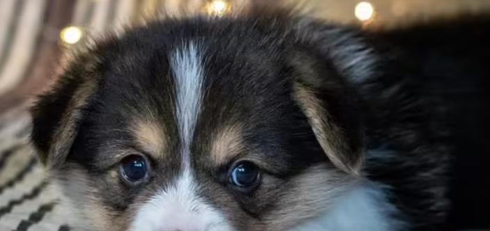 如何解决宠物犬口臭问题？（让你的毛茸茸小伙伴永葆清新口气）