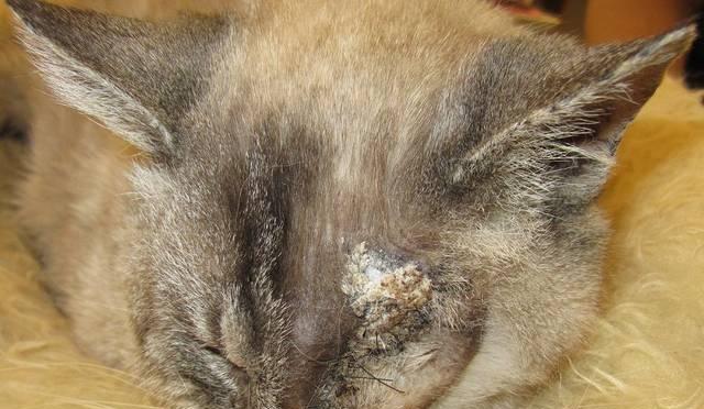 如何解决宠物犬乱叫的问题（从训练、环境、饮食等方面解决犬乱叫问题）