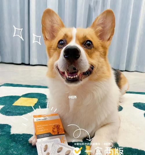 如何判断宠物犬是否感冒？（以犬的感冒症状判定为主题，了解宠物健康状况）