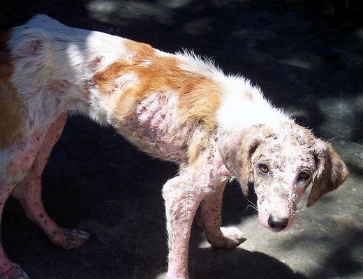 如何治疗宠物犬疥螨（了解犬疥螨的症状和治疗方法）