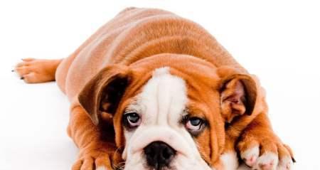 如何准确诊断宠物犬瘟热？（以犬瘟热的诊断要点为主题，全面了解宠物健康状态）