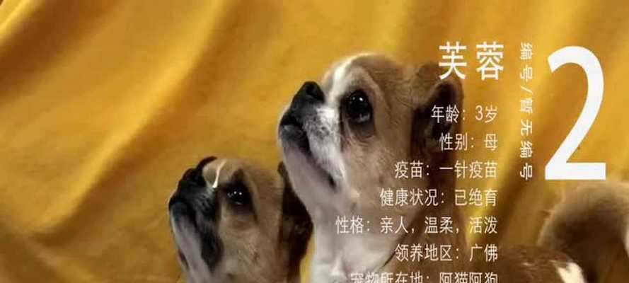 犬只梳洗的必要性和好处；犬只梳洗的正确方法和频率；如何让宠物犬享受梳洗。