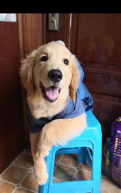 如何让金毛犬学会安静（让你的爱宠不再吵闹闹心）