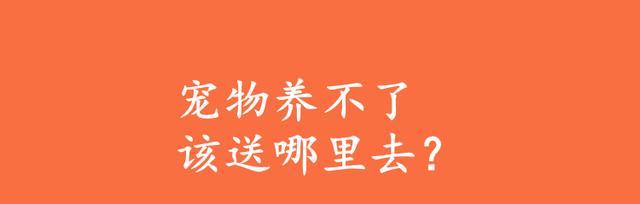 养狗的好处（为什么越来越多人选择宠物狗）