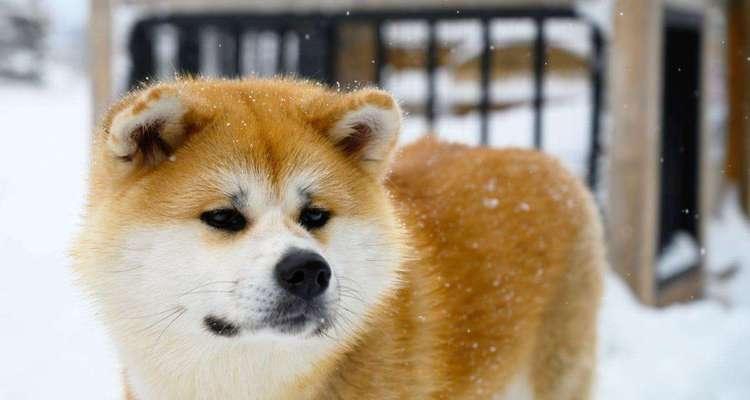 探秘秋田犬的历史传承（从古至今，这个宠物品种为何备受瞩目？）
