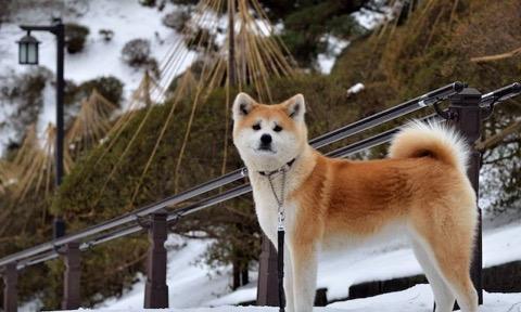 揭秘秋田犬体型的形成与特点（探寻秋田犬体型的发展历程及其在宠物界的应用）