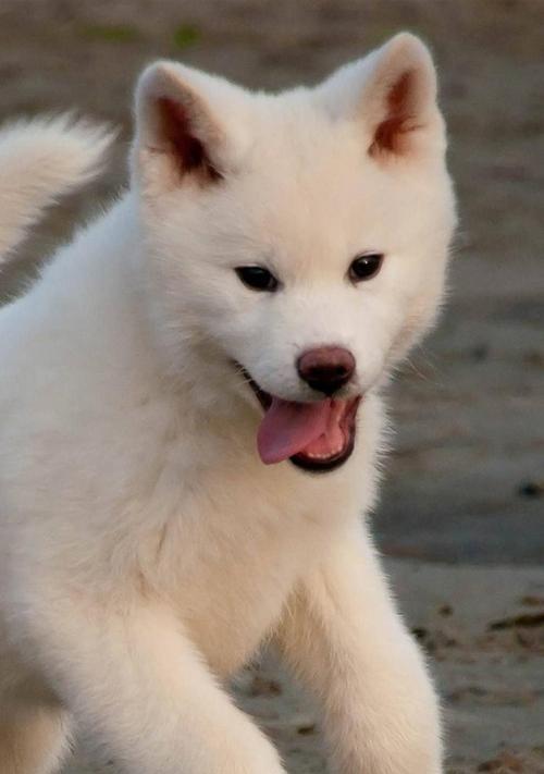 秋田犬——宠物之王（以日本秋田犬好养吗？）