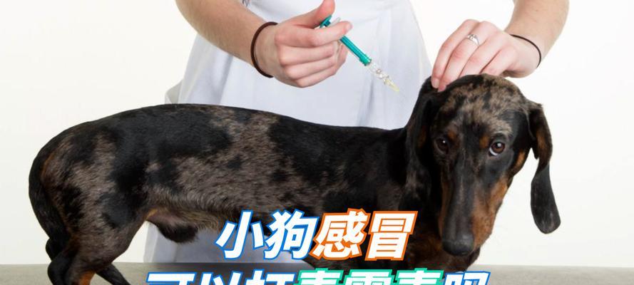 如何保护你的幼犬免受感冒侵袭（掌握以下15个方法，让你的宠物远离病毒）