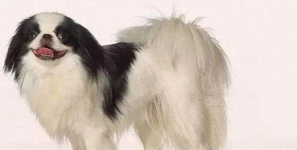 如何给你的杜高犬刷牙（为你的爱宠保持口腔健康）