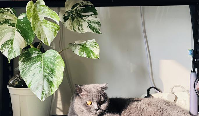 短毛猫洗澡全攻略（以宠物为主，让爱猫拥有健康舒适的清洁体验）