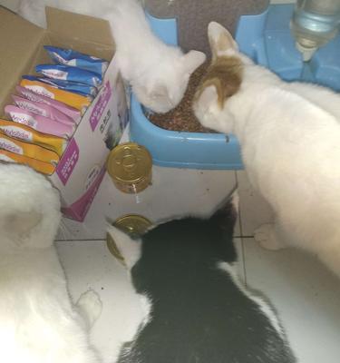 宠物猫咪的生活需要你的陪伴（宠物猫咪的生活需要你的陪伴）