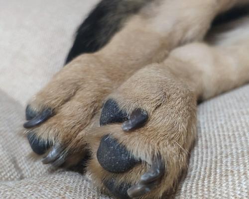 如何正确护理宠物犬的趾甲（细节决定成败，关爱宠物从每个细节开始）