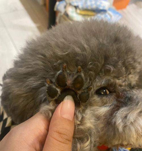狗狗脚掌保健指南（如何护理狗狗的脚掌以避免疾病和伤害）