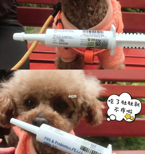 泰迪犬吃药指南（让你的宠物轻松服药的小技巧）