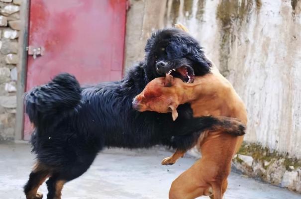 如何正确饲养藏獒幼犬（宠物家庭必备知识——从养狗到养巨型犬）