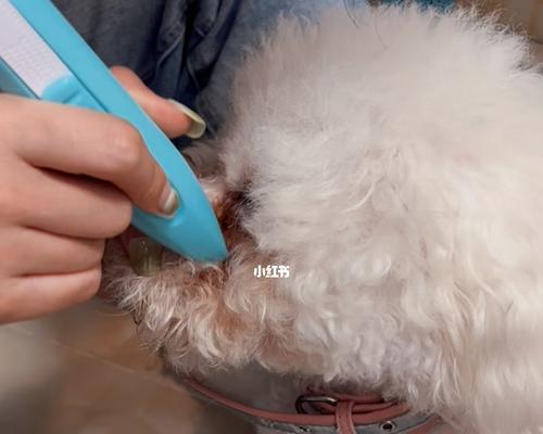 宠物的趾甲修剪方法（如何为宠物修剪趾甲，让它们的足部更健康）