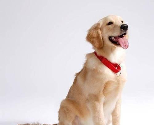 如何挑选一只健康聪明的金毛幼犬（全面指南帮你成为理想犬主人）