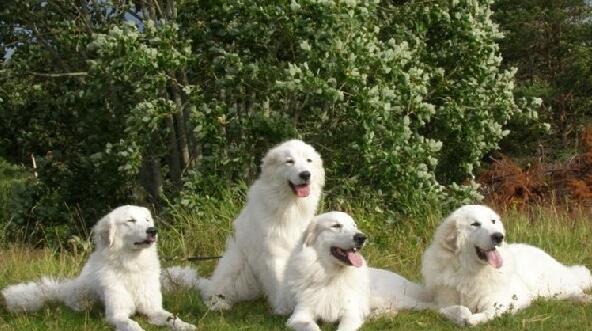 如何训练一只优秀的大白熊犬（打造可爱而优秀的宠物伙伴）