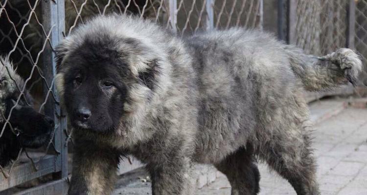 高加索犬训练指南——培养优秀宠物（如何通过科学训练让高加索犬成为优秀的宠物）