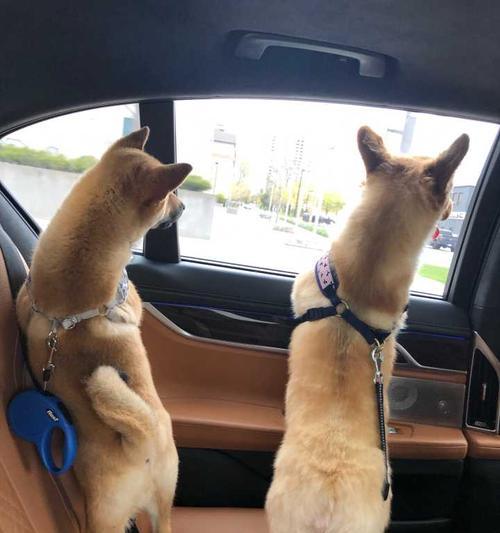 训练宠物狗狗坐车的技巧（如何让你的爱犬在车上舒适自在）