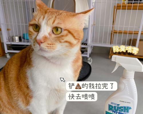 教你如何让猫咪学会基本的行为、技能和习惯（教你如何让猫咪学会基本的行为、技能和习惯）
