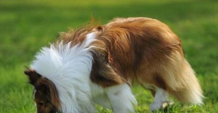 如何训练喜乐蒂犬成为快乐的家庭宠物（喜乐蒂犬训练指南）