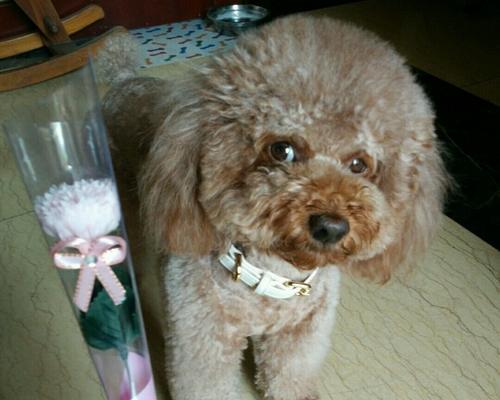 小贵宾犬训练全攻略（如何让小贵宾犬成为你的得力助手）