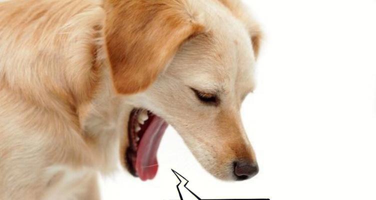如何预防狗狗感冒？（掌握关键方法，让宠物健康快乐）