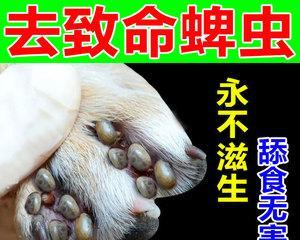 宠物螨虫预防措施（打造干净整洁的宠物生活环境）