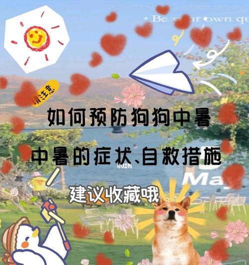 夏季必看！如何预防狗狗中暑（宠物爱心警示）