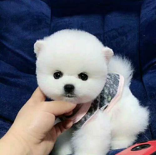 如何照顾小博美犬的全面指南（细节决定一切，让你的宝贝犬健康快乐成长）