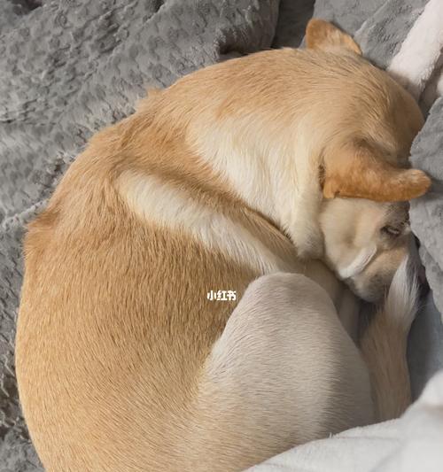 如何制止狗狗打嗝？（宠物爱心，从小事做起）