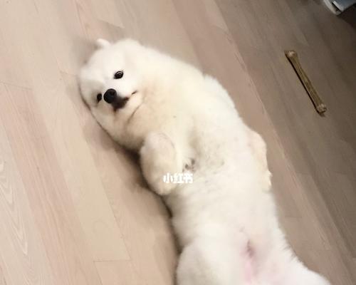 萨摩耶口臭的治疗方法（让你的宠物远离口臭，保持清新呼吸）