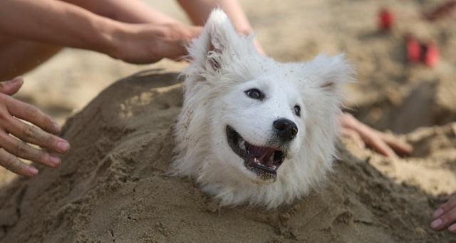 萨摩耶犬的寿命究竟有多长？（探究宠物萨摩耶的生命周期及延长寿命的方法）