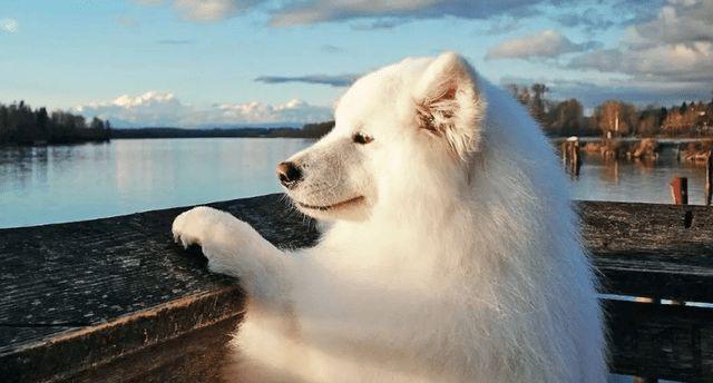 萨摩耶犬喜欢吃什么？主人必须知道的15种食物！（宠物饲养须知）