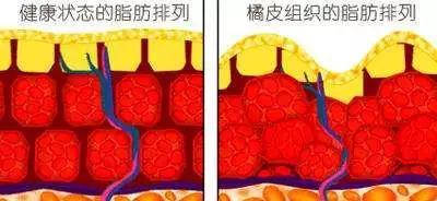 如何避免宠物沙皮狗中暑？（宠物养护，预防为先）