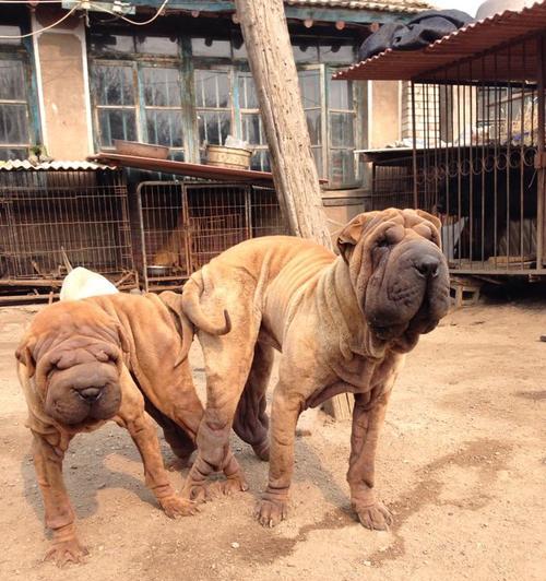如何挑选最适合你的沙皮犬颜色（探寻沙皮犬不同颜色的特点和适合的主人类型）