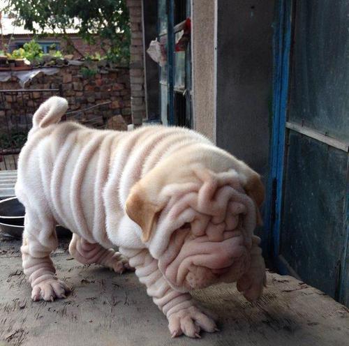 沙皮犬的身高到底有多高？（揭秘沙皮犬的身高标准与特点）
