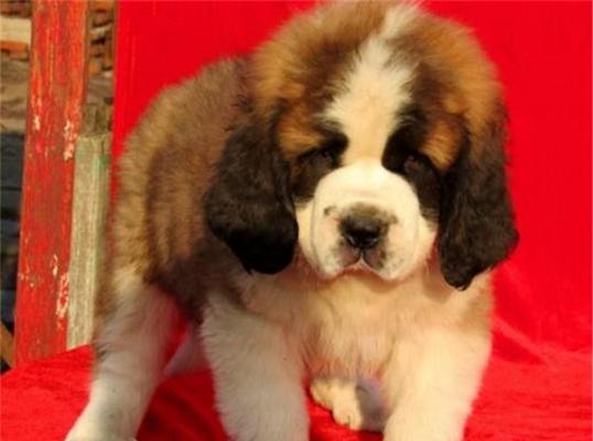 圣伯纳仔犬饲养指南（以爱之名，呵护最纯真的生命）