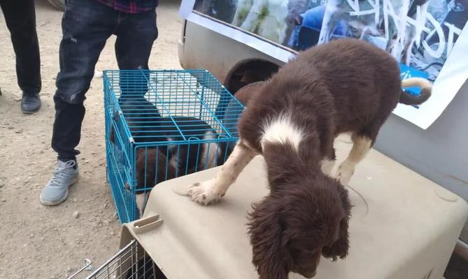 如何训练你的英国史宾格犬？（以宠物为主，让你的犬只成为最好的伙伴。）