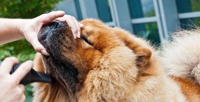 如何帮助松狮犬克服感冒（宠物护理，感冒预防与治疗）
