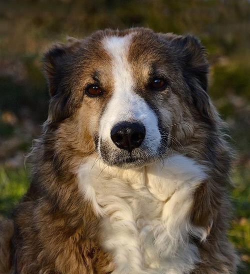 苏格兰牧羊犬——忠诚、聪明、勇敢的宠物伴侣（探究苏牧的独特性格与魅力）