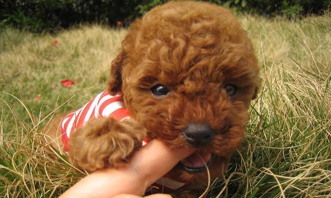 以宠物为主，关注泰迪犬的健康（以宠物为主，关注泰迪犬的健康）